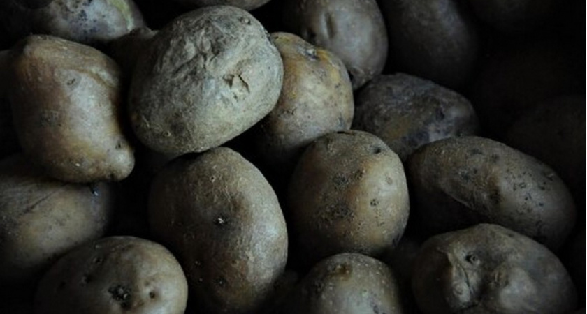 У производителя картошки в Меленковском районе обнаружили превышение пестицидов