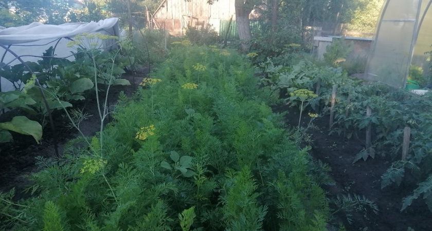 Хрустящая и сладкая: когда копать морковь, чтобы она была идеальной - лайфхаки от опытных огородников