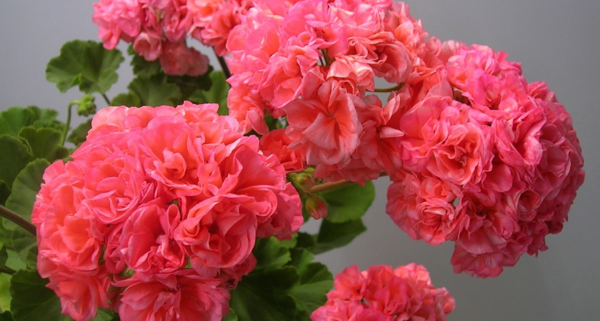 Как я добилась пышного цветения герани: раскрываю секреты удобрения и ухода