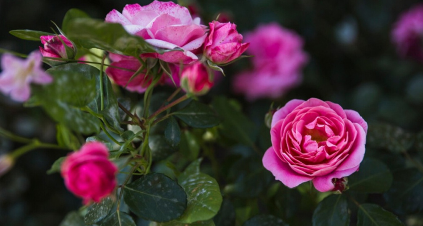 Даже хилый кустик порадует роскошными бутонами: положите это под куст - не мусор, а настоящее сокровище 