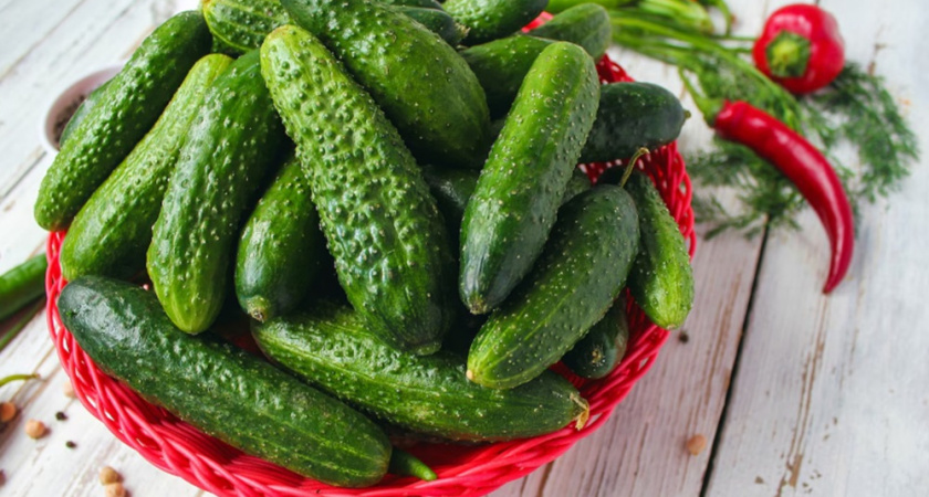 Не сорт, а настоящая находка для дачника: суперурожайный огурец — плодоносит в любых условиях