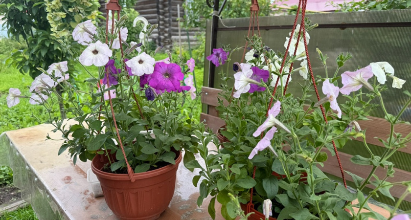 Красота и удобство в огороде: 7 простых лайфхаков, которые должен знать каждый дачник