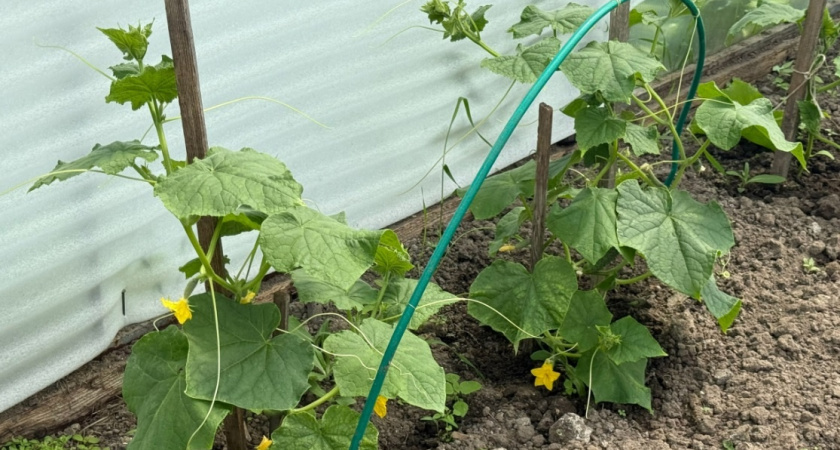 Вместо золы и коровяка: эта простая подкормка для огурцов даст вам богатый урожай
