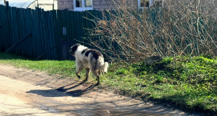 Владимирские спасатели помогли бездомному псу, который провалился в полуподвальное помещение