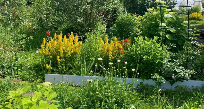 Будут расти сами по себе: многолетний цветник для ленивых дачников — идеальное решение для вашего сада