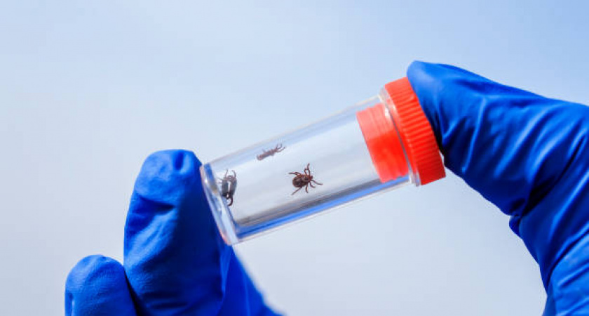 Во Владимирской области за неделю зафиксировали 188 укусов клещей