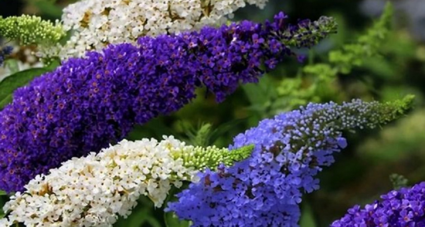 Буддлея — королева летнего сада: 5 причин посадить ее у себя на участке