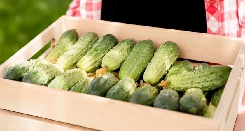 Сажаем огурцы в июле и собираем урожай до холодов: названы лучшие сорта для позднего посева
