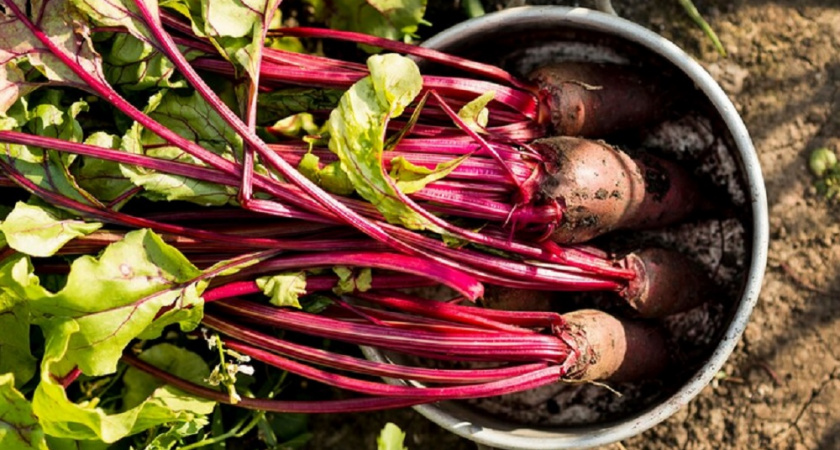  Забудьте про погреб: этот старинный способ сохранит свеклу свежей на долгие месяцы — без лишних затрат