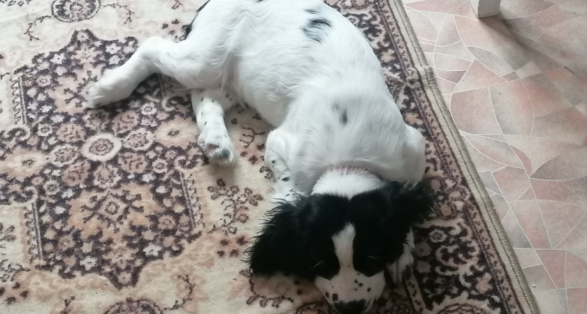 Жительницу Кольчугина осудили за жестокое обращение с собакой