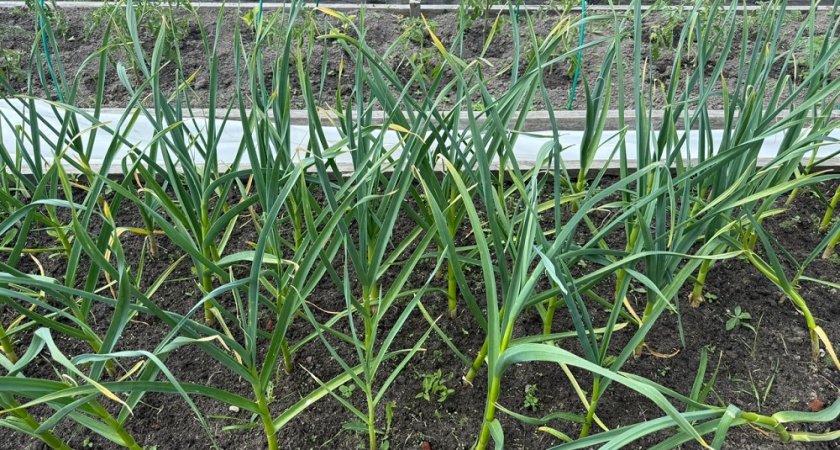  Когда копать чеснок: эксперт раскрывает 4 секрета правильной уборки и сушки озимого чеснока