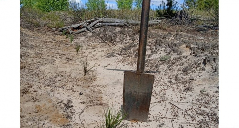 Владимирская область сохраняет третье место в ЦФО по посадке леса