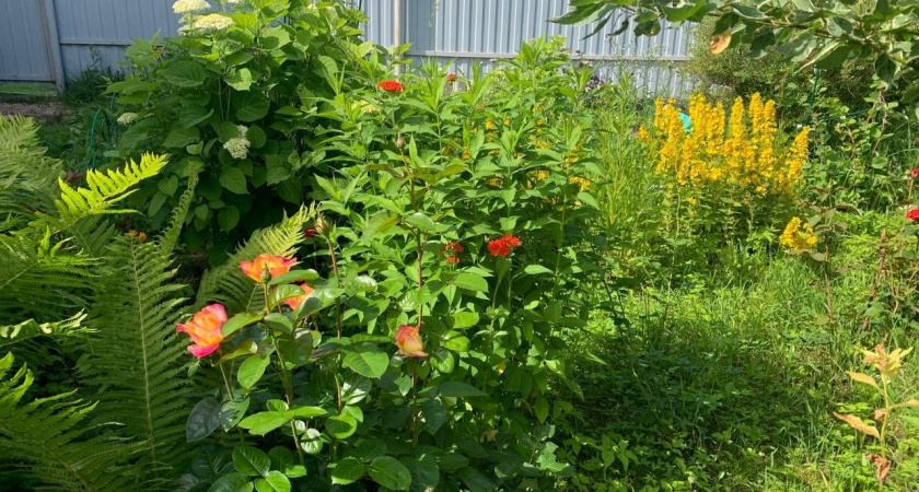 Прокуроры Коврова обнаружили нарушения пожарной безопасности в шести садоводческих товариществах