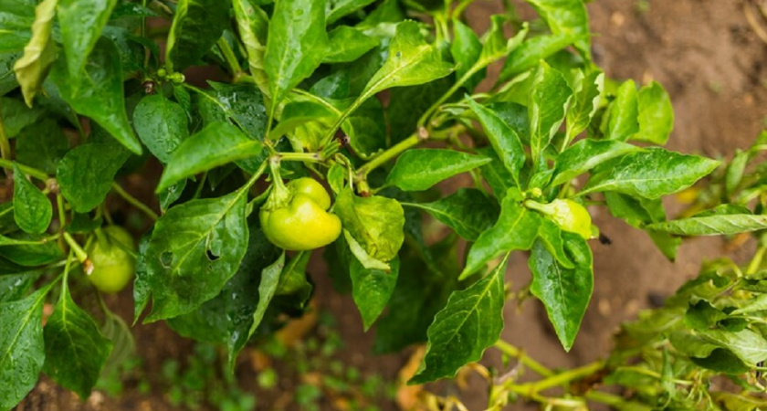 Перцы растут, как на дрожжах: простой рецепт подкормки для обильного урожая