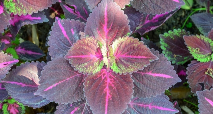 Поставьте у себя дома этот цветок, и вы избавитесь от моли и комаров — идеальное растение для дома