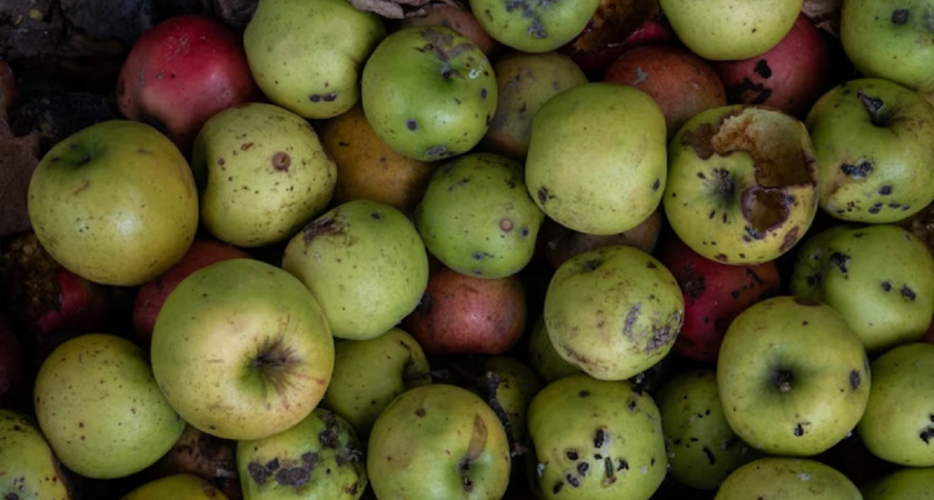 "Опавшие яблоки заливаю этим раствором и получаю крутое удобрение": гениальный лайфхак с яблочной падалицей