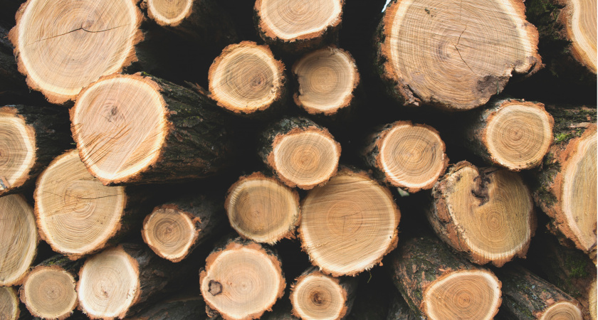 Из Владимирской области вывезли на 20% больше леса за 6 месяцев 2025 года