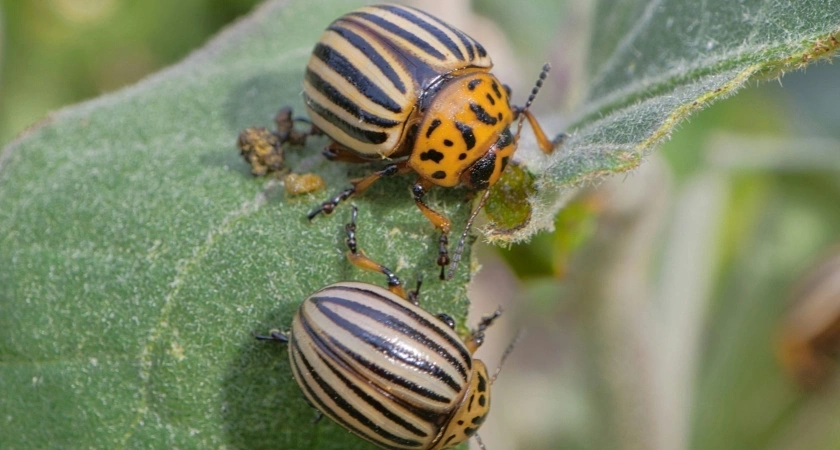 Колорадский жук бессилен: дешевое аптечное средство спасет ваш картофель от вредителя