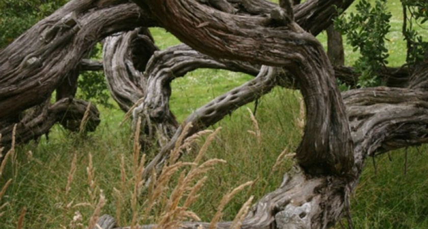 Когда мешают деревья на участке: эта жидкость высушит корни за сутки - простой способ расчистить участок