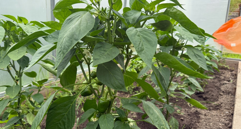 Секреты июльской подкормки перцев: какие удобрения гарантируют сочные и крупные плоды - будут расти как бешеные