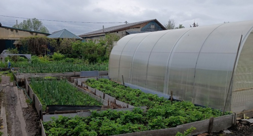 Какие важные дела нужно успеть сделать на даче в июле: для дачников, которые хотят эффективно поработать в огороде