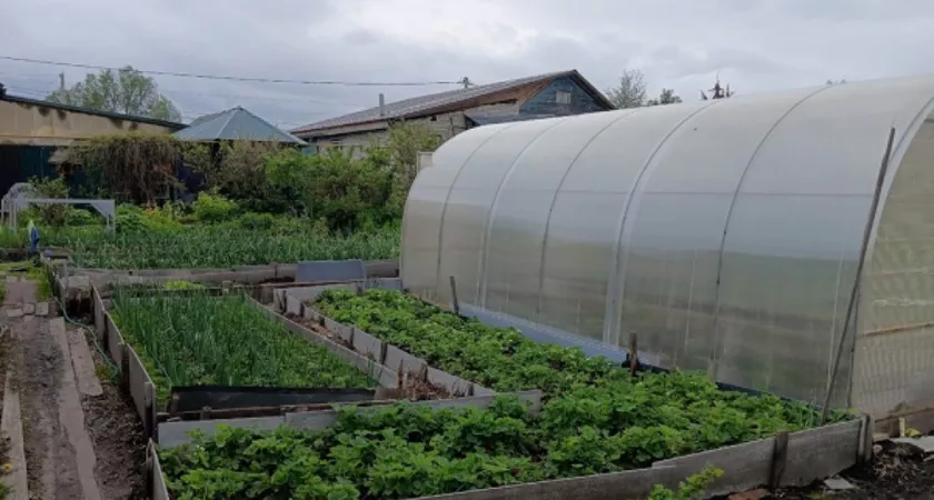 Фото к статье: Какие важные дела нужно успеть сделать на даче в июле: для дачников, которые хотят эффективно поработать в огороде 