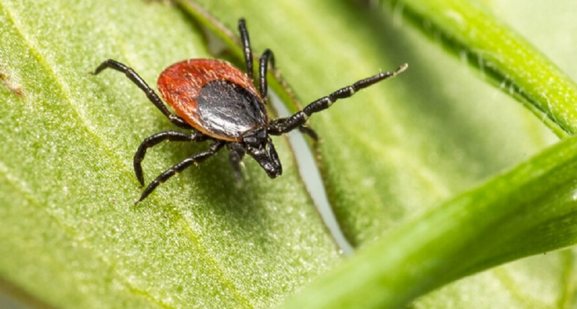Половина чайной ложки в воду, и клещи будут обходить вас стороной: дорогие репелленты не нужны