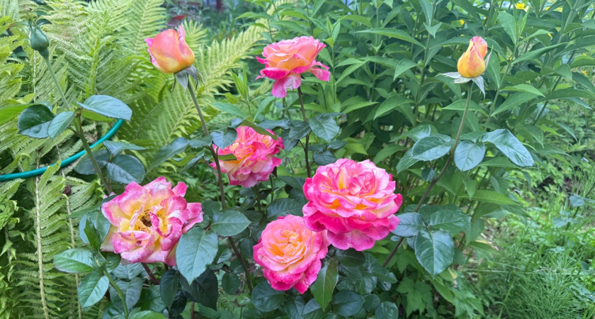 Июльский уход за розами: три простых шага к пышному цветению до осени - соседи будут завидовать