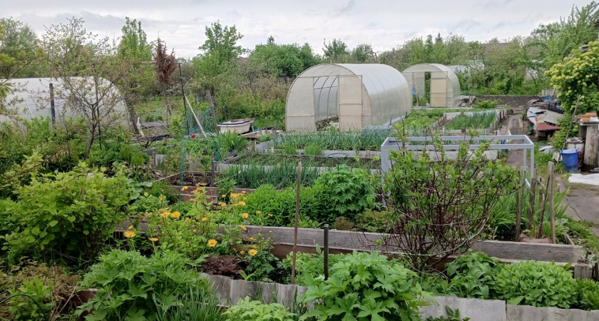 Сажаю в июле и осенью наслаждаюсь богатым урожаем: 8 лучших культур для посева в середине лета