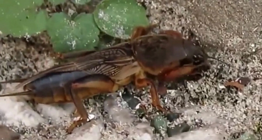 Медведка навсегда покинет ваш участок: избавляемся от вредителей с помощью 3 проверенных методов