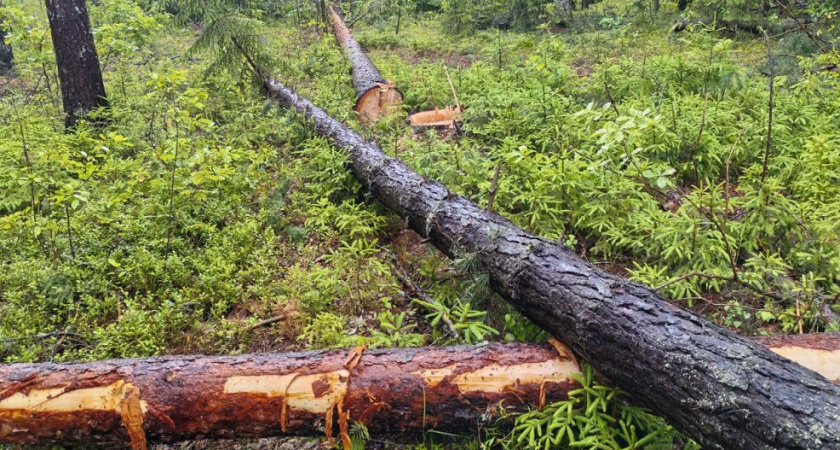 Во Владимирской области возбуждено дело о крупной краже леса