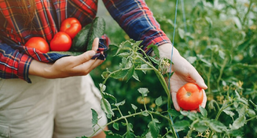 Листья чистые, плоды целые: кухонный раствор против фитофторы – простое решение для дачников
