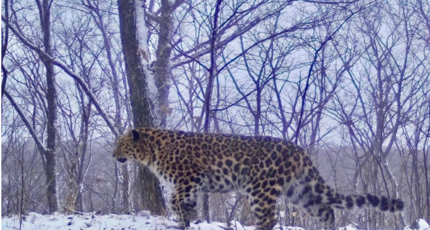 Стали известны итоги конкурса по выбору имени леопарда