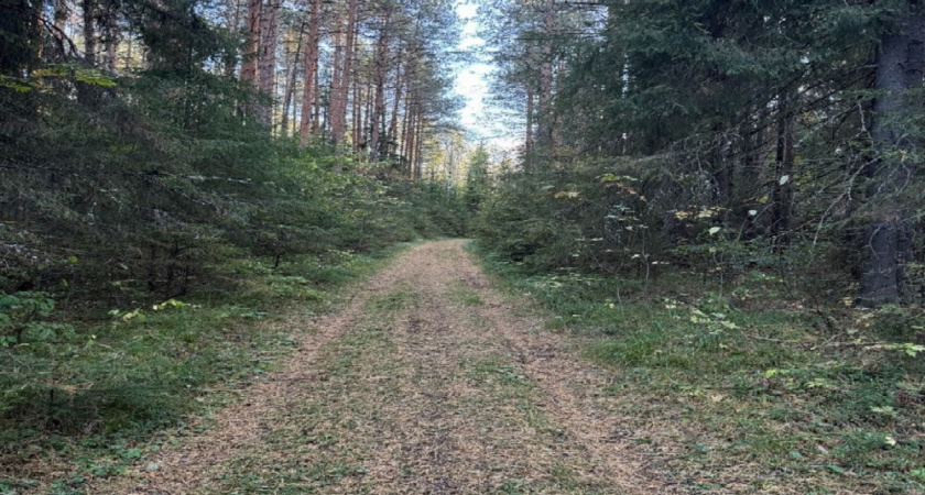 Во Владимирской области пропавшего пенсионера нашли мёртвым