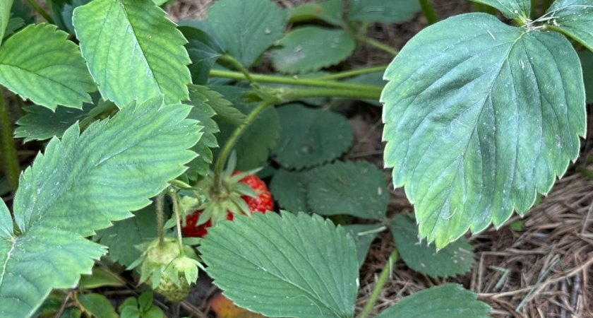 Секреты ухода за клубникой после сбора ягод: эксперт раскрывает 6 важных этапов и предлагает простой рецепт подкормки