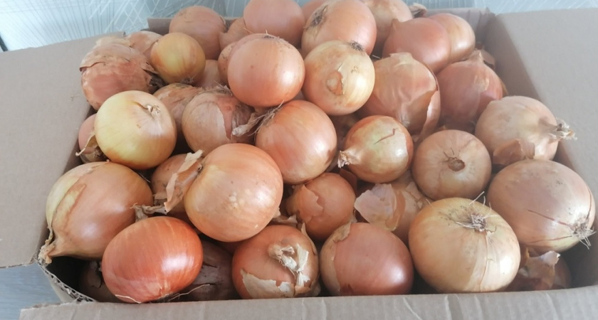 Как не наделать ошибок при уборке урожая: когда и как убирать репчатый лук, чтобы он долго хранился и не портился