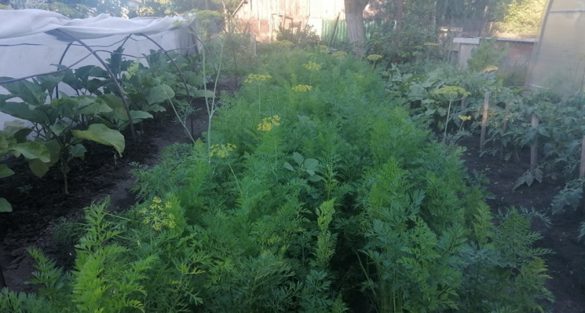 3 любимых рецепта июльской подкормки для моркови: для крупных, крепких, сочных и сладких корнеплодов