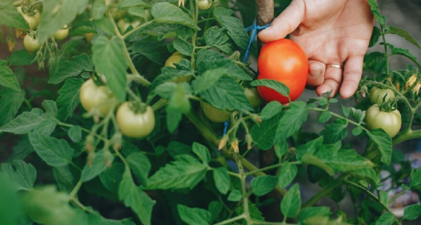 Как поливать помидоры правильно: 3 важных правила для теплицы и огорода – здоровые растения весь сезон