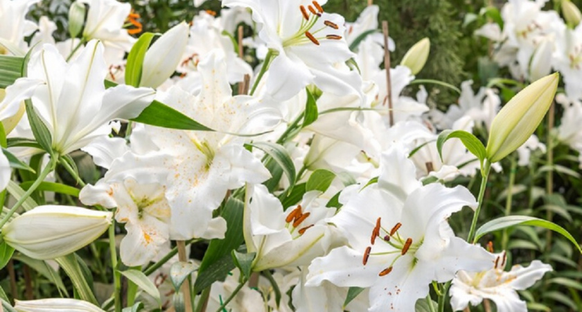 Что нужно делать, когда лилии отцвели: важные советы для заботливого дачника 