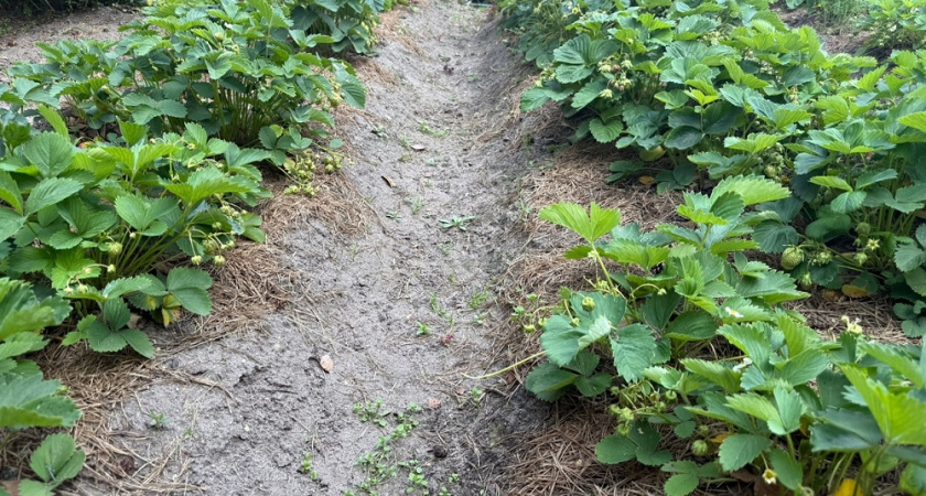 Режу старые листья клубники через 20 дней после сбора ягод. Секрет агронома из 90-х, который работает до сих пор