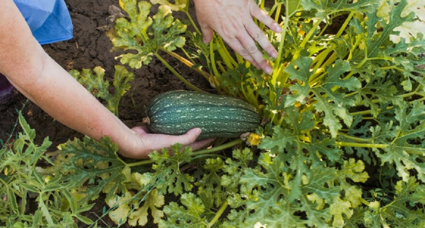 Предотвращаем гнилые кабачки простой подкормкой 1 раз в месяц: соседи просят поделиться опытом - простой лайфхак