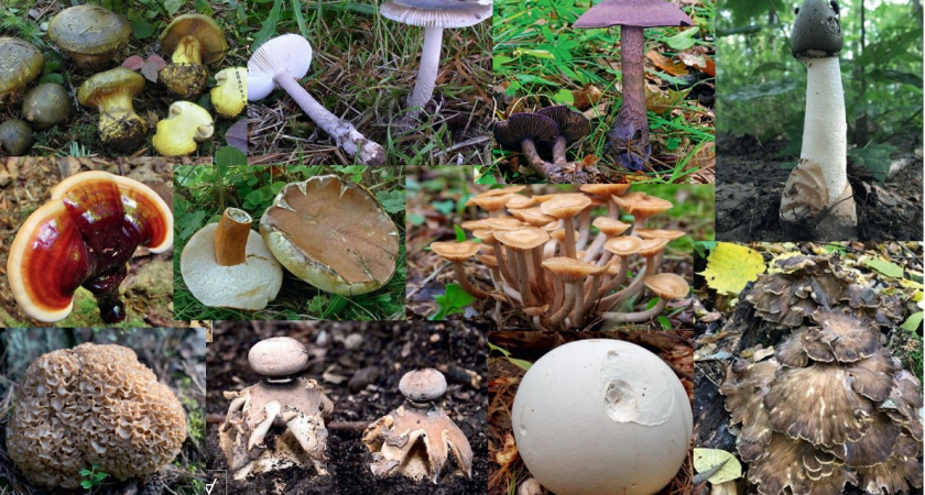 Жителям Владимирской области напомнили о краснокнижных грибах