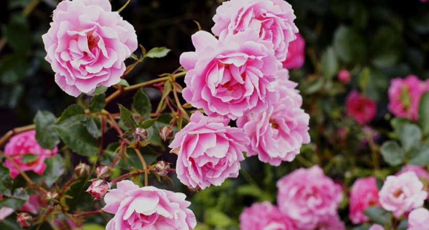 Продлеваю цветение роз до октября правильной июльской обрезкой - дачники приезжают фотографироваться у моего цветника 