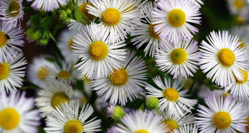 Лучшие бордюрные цветы: 20 красивых многолетников для бордюров, которым требуется минимальный уход