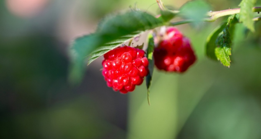 Сделайте так в сентябре — и старая малина одарит вас щедрым урожаем: как обновить кусты без потери ягод