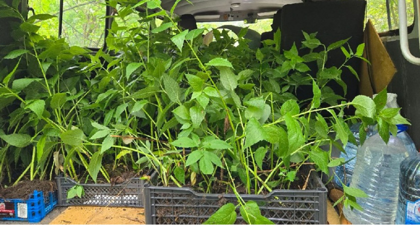 Краснокнижные колокольчики из парка ДДюТ перенесли в «Дружбу»