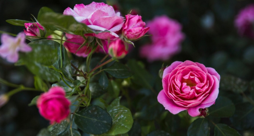 "Поливаю розы по дедовскому методу и забыл про увядшие кусты": этот летний полив без "танцев с лейками" дарит красоту 200 розам