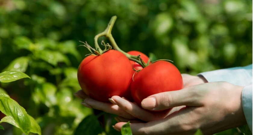 На Юге дачники подкармливают томаты этим: плоды получаются крупные и сладкие – лайфхак на миллион