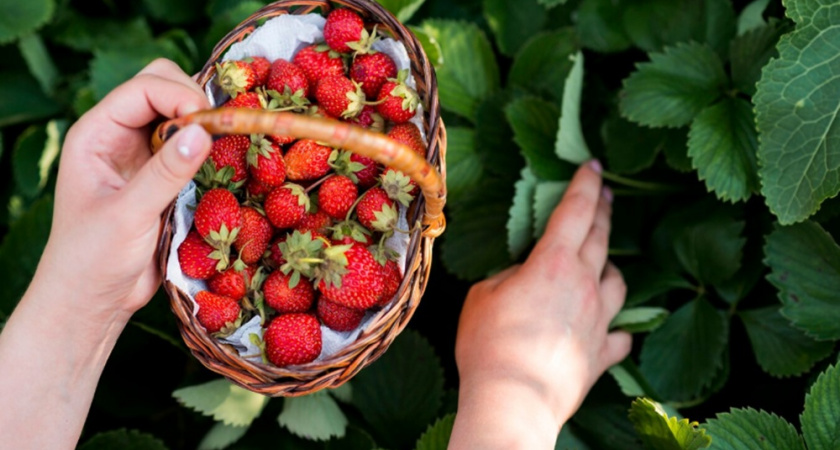 Посадила рядом с клубникой эти растения: урожая завались - каждая ягода крупная и сладкая
