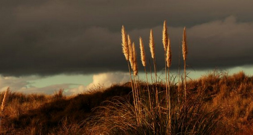 Во Владимирской области нерадивой собственнице земельного участка удвоили штраф
